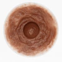 Divine Collection APHRODITE Self-Adhering Breast Forms